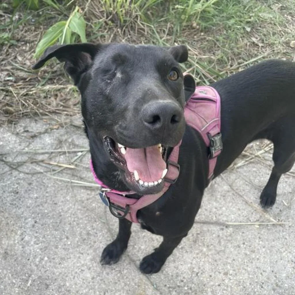 Pepper: A Loving Lab Mix Who Lost an Eye but Found Her Joy