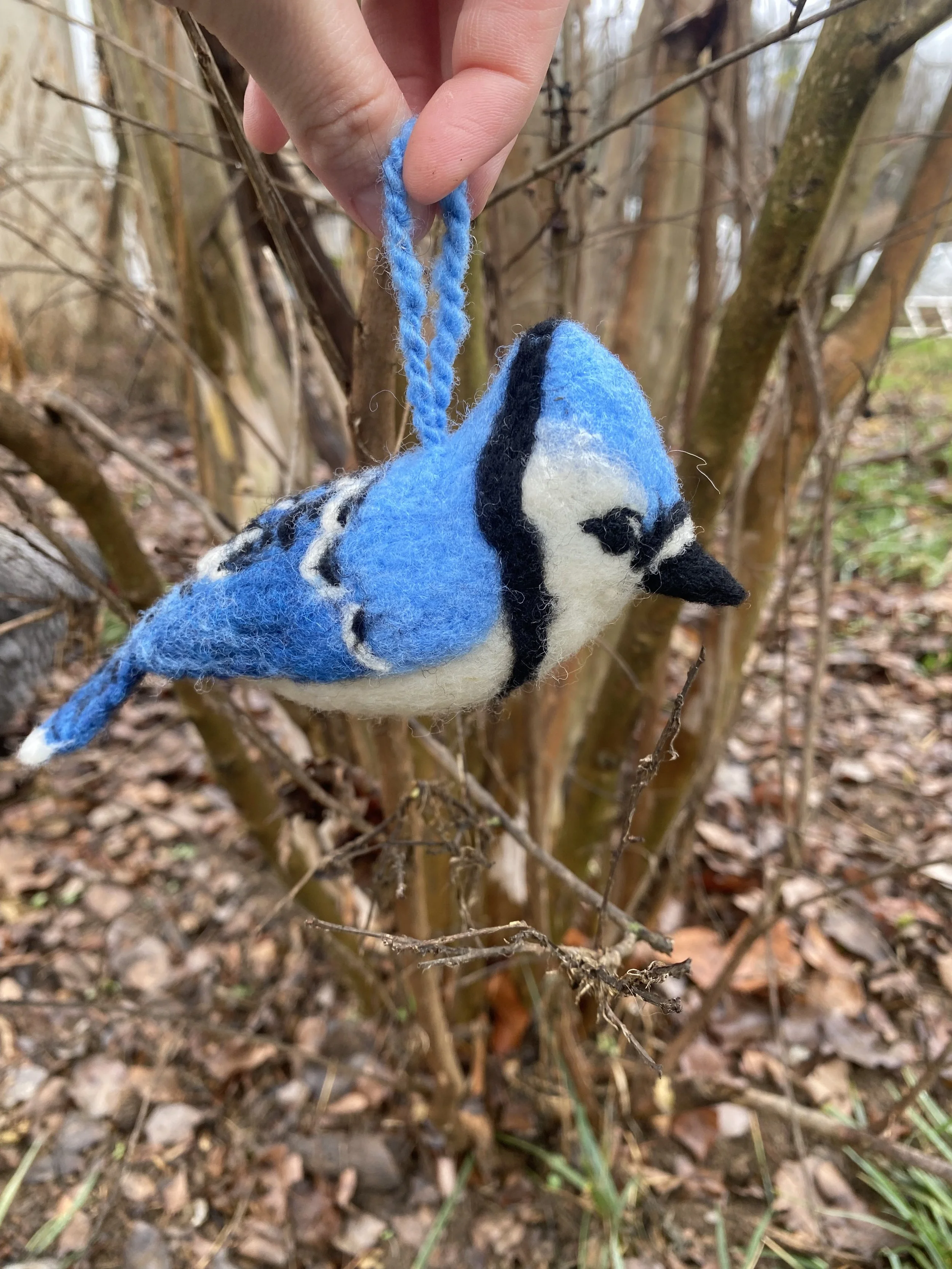 Blue jay ornament