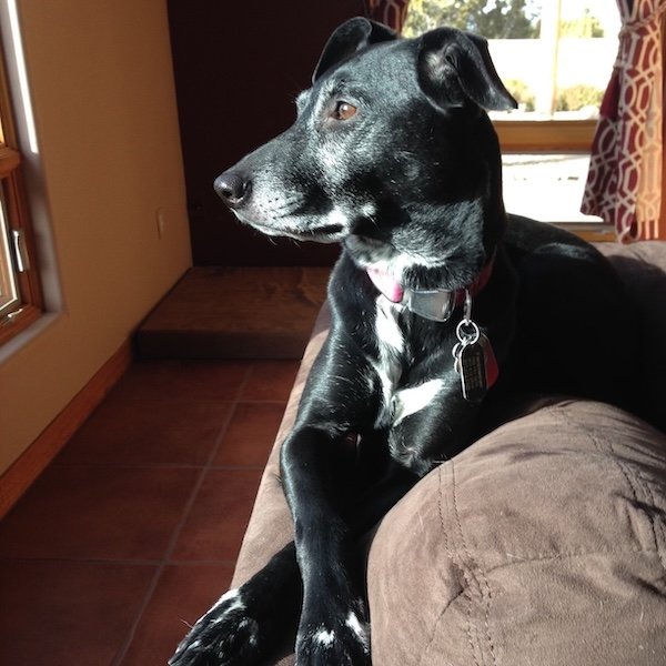 dog