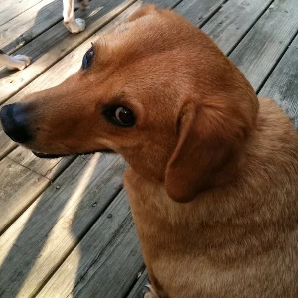 dog