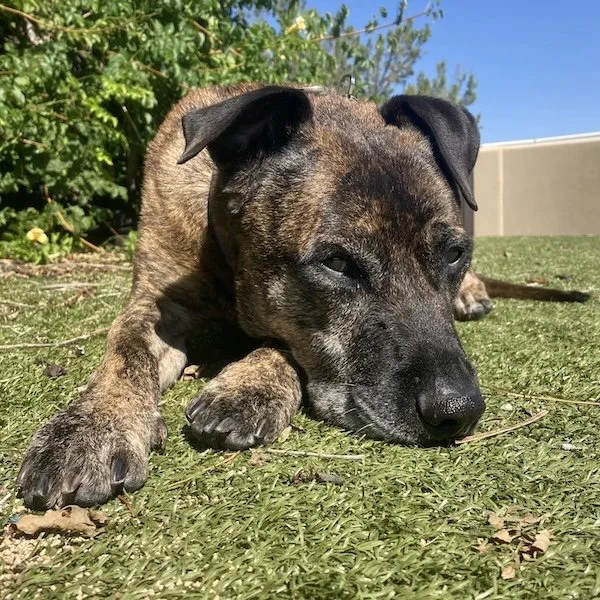 dog