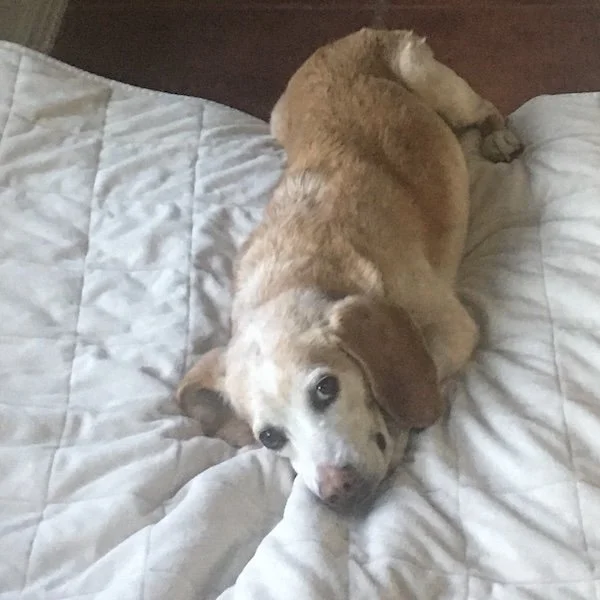 dog