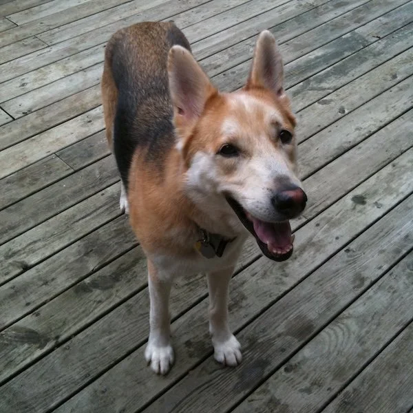 dog