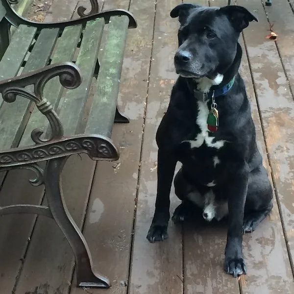 dog