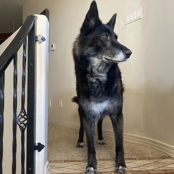 dog