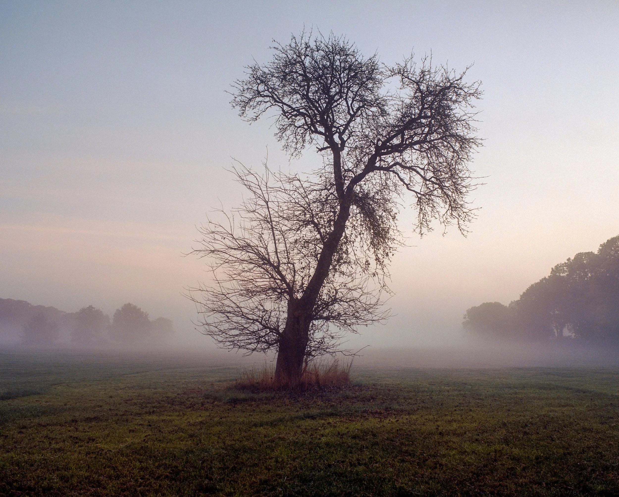 Ein einzelner, kahle Baum in einem Feld, umgeben von Nebel und langsam erwachendem Morgenlicht.
