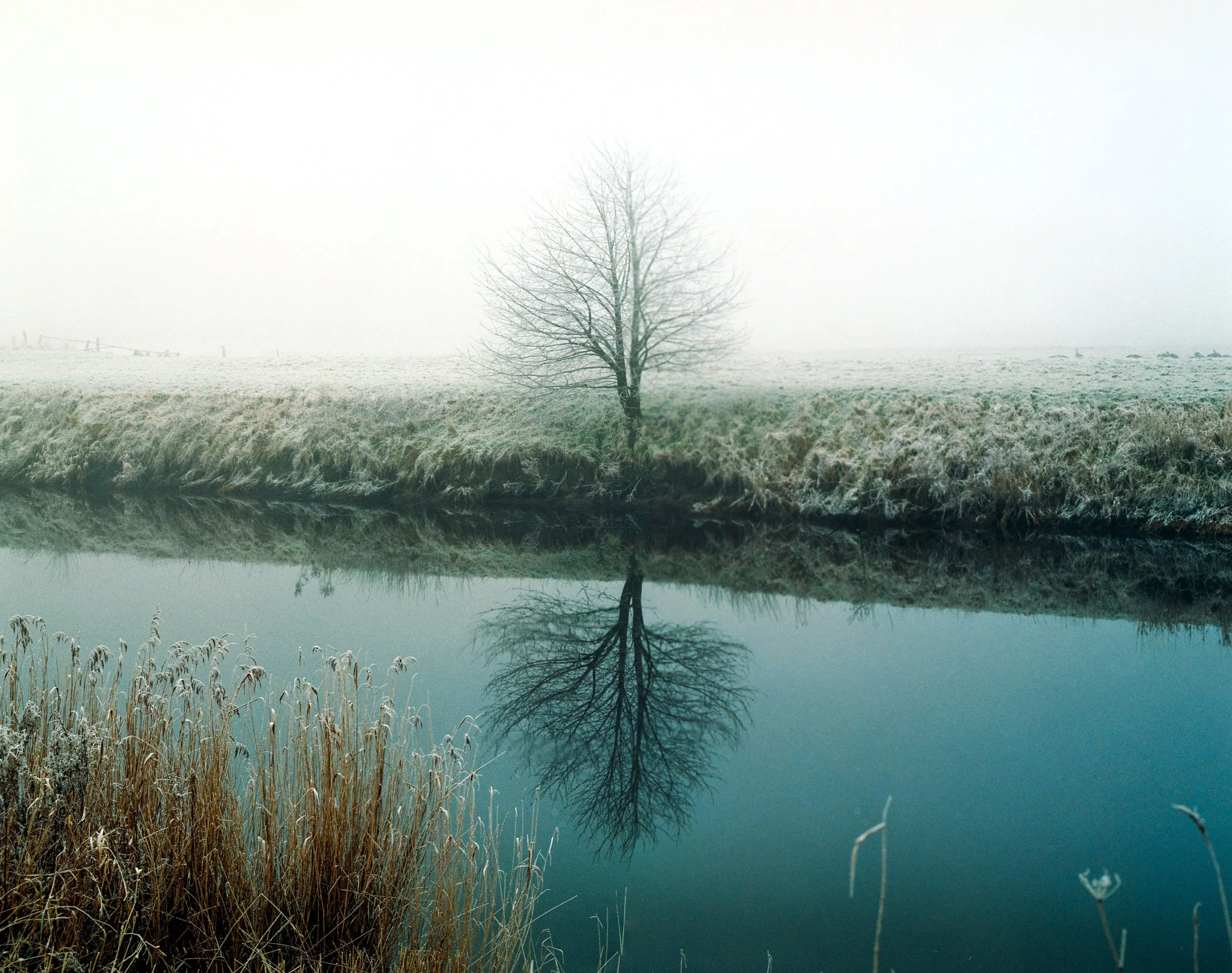 Ein einzelner Baum steht am Ufer eines ruhigen Flusses, dessen Wasser das Bild spiegelt. Im Hintergrund liegt eine verschneite Wiese, alles in einem nebligen Wintermorgen.