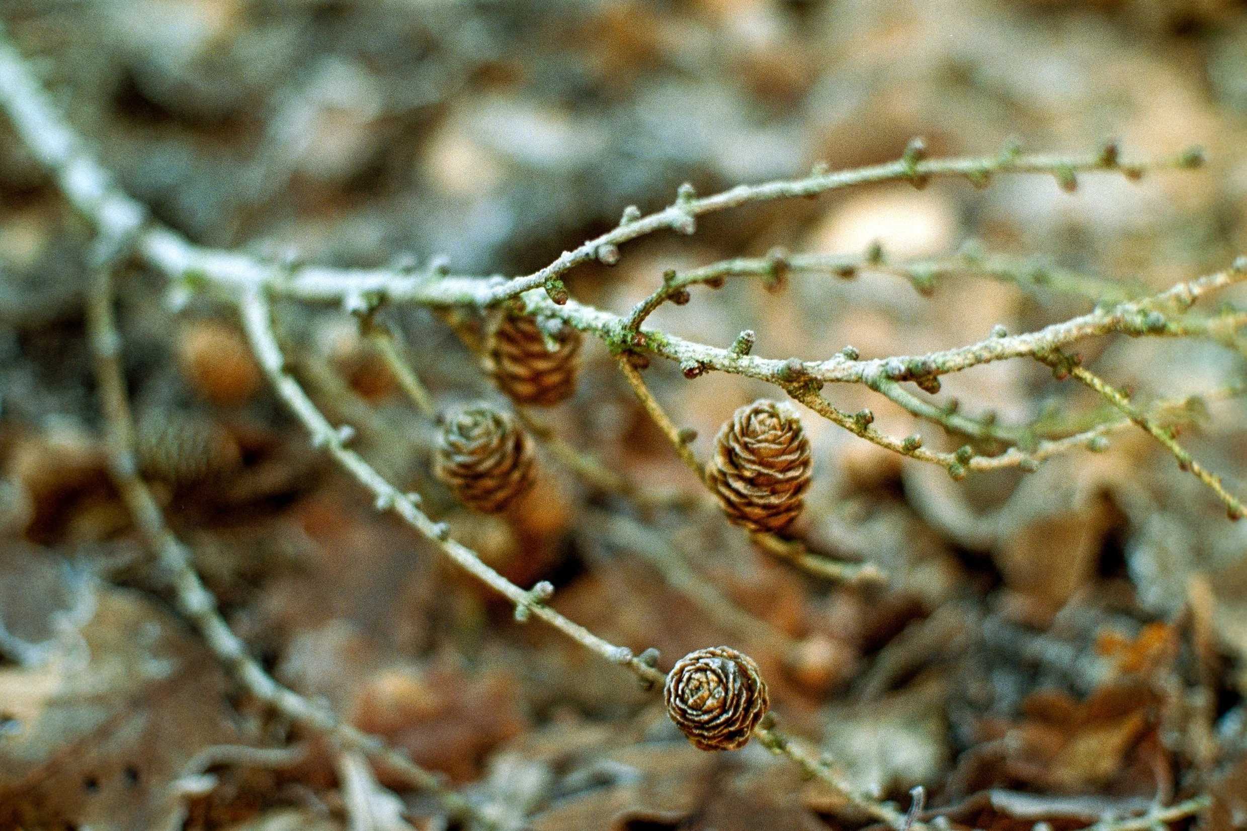 Kleine Kiefernzapfen an dünnen Ästen auf einem Waldboden mit Blättern.