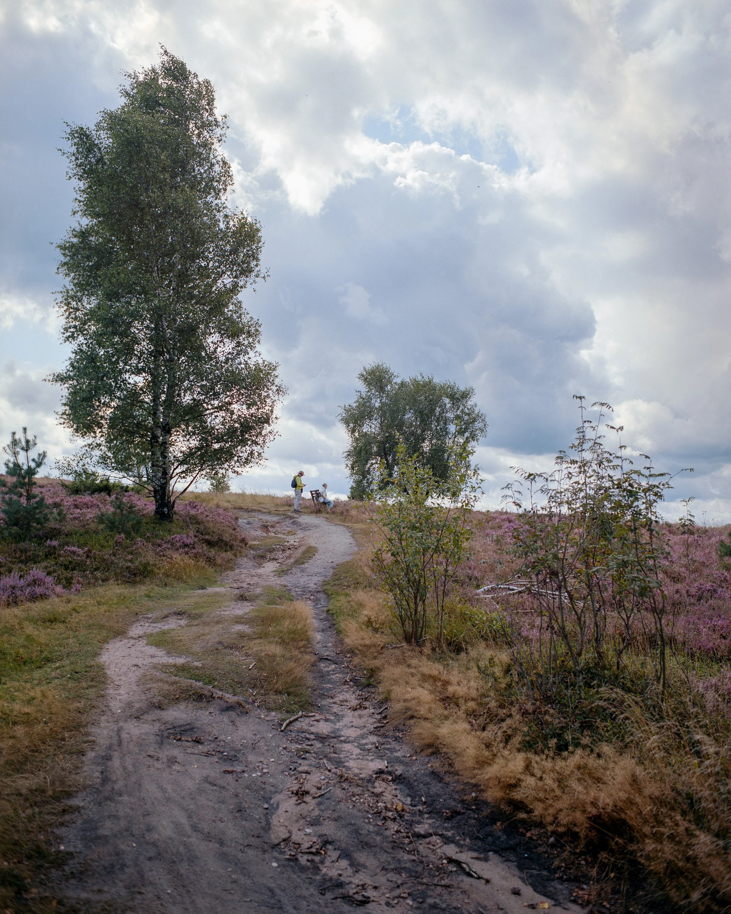 Ein wilder Wanderweg durch eine Heidelandschaft mit bemoosten Bäumen und Sträuchern, unter einem bewölkten Himmel. Zwei Wanderer mit Rucksack und einer Sitzende sind sichtbar am Horizont.