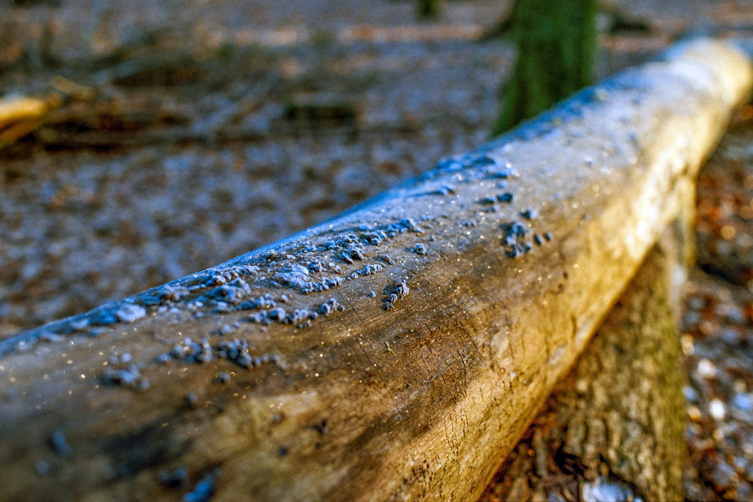 Ein Baumstamm mit Wasserflecken auf dem Waldboden, im Hintergrund unscharfe Blätter und Bodenstrukturen