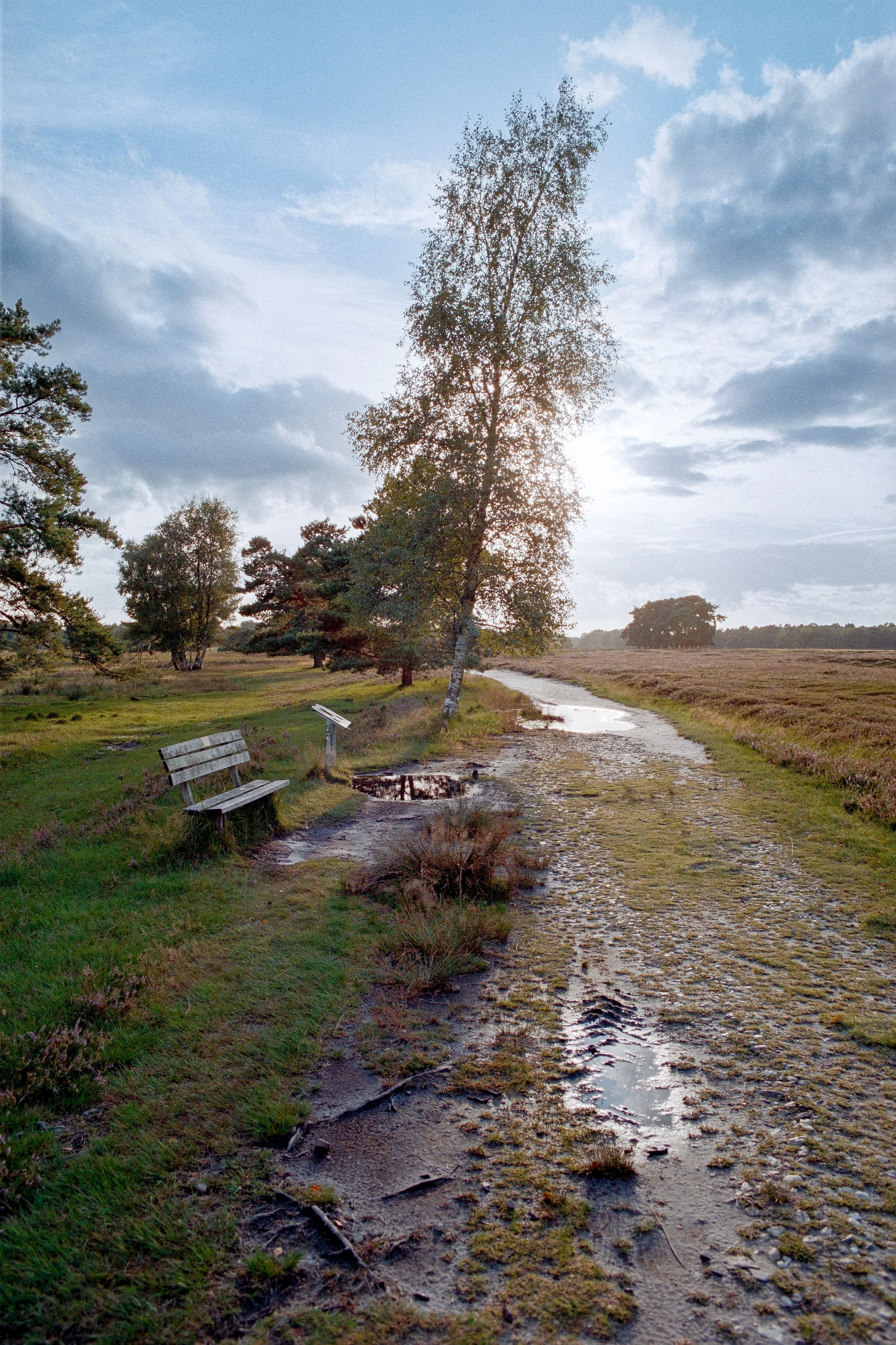 Eine ländliche Landschaft mit einem schmalen Weg, einem Baum, zwei Bänken und einem Informationsschild, bei bewölktem Himmel.