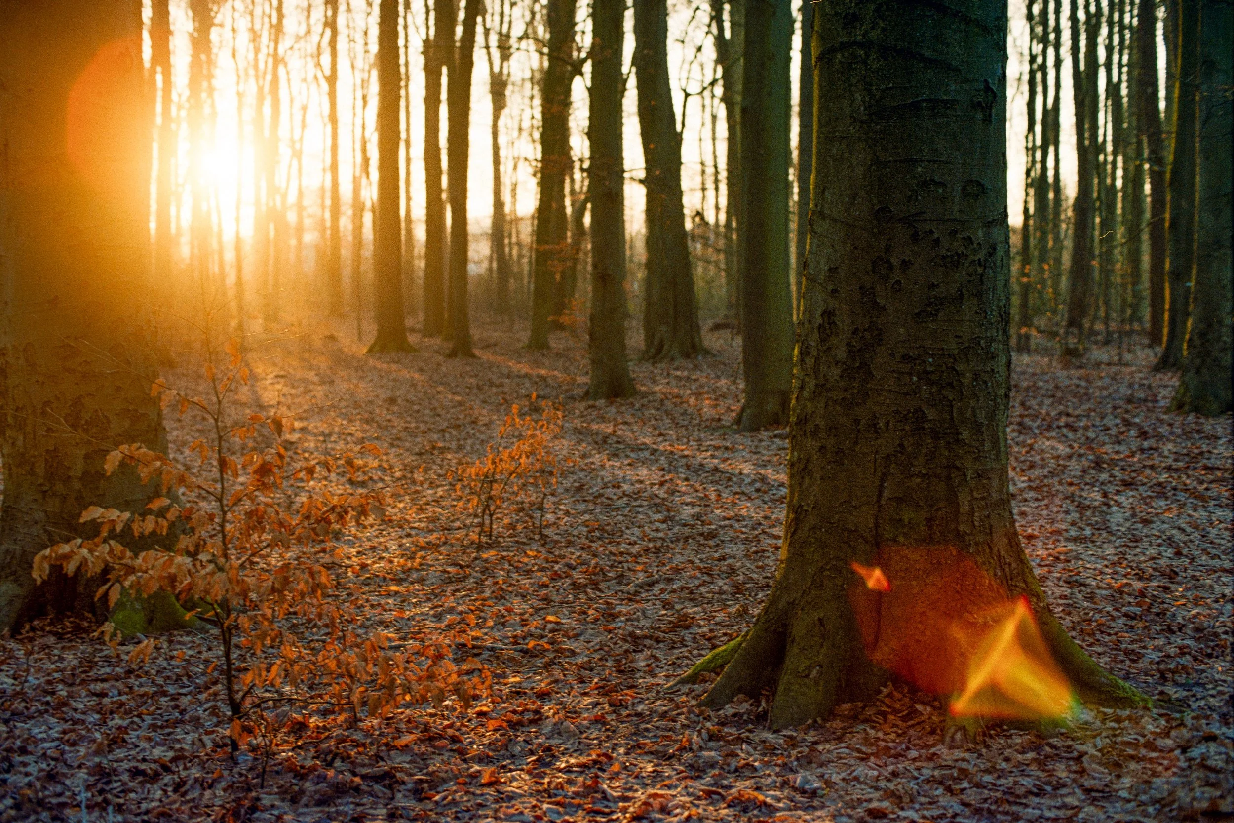Sonnenuntergang in einem Laubwald mit herabfallenden Blättern.