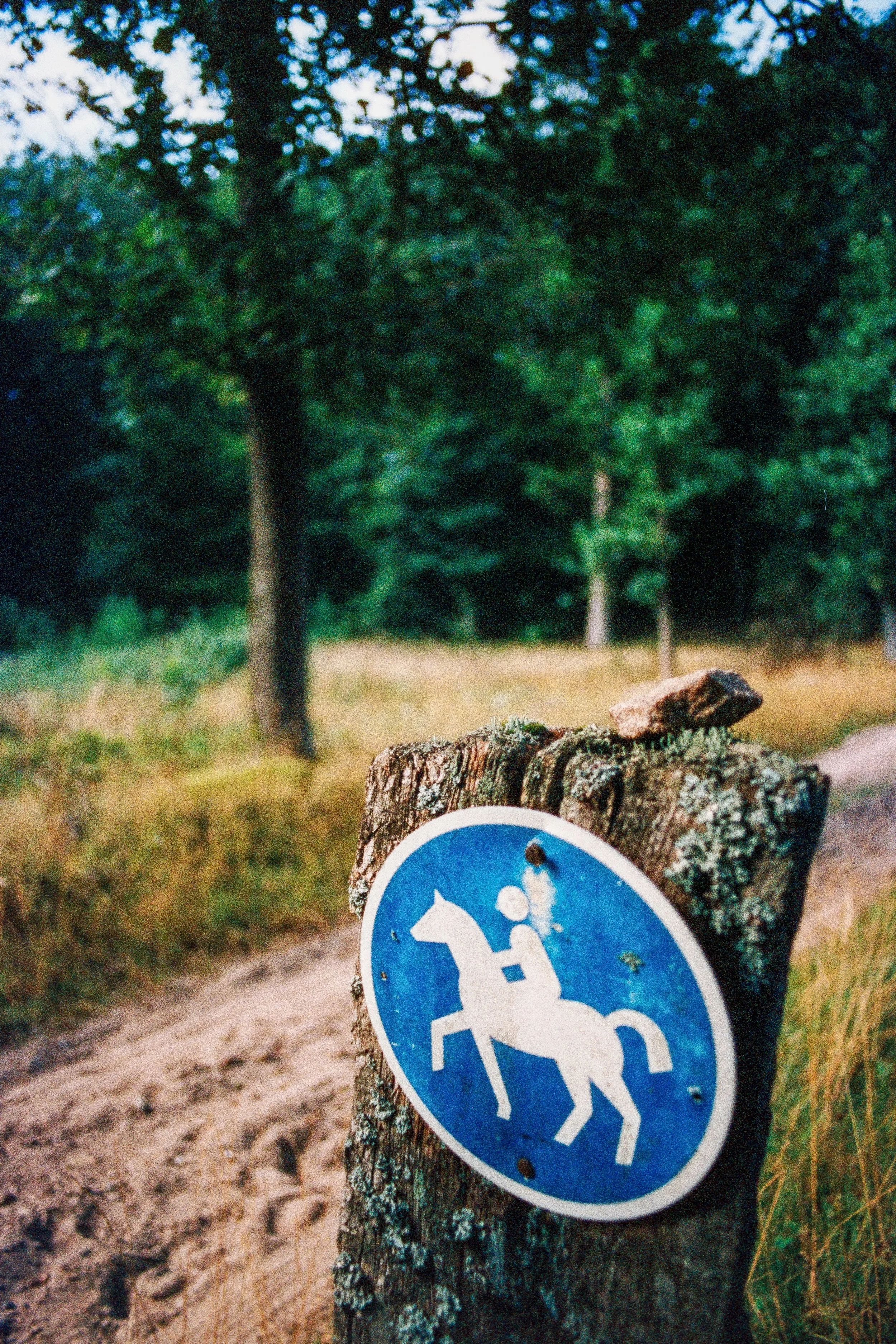 Wegweiser mit einem Symbol eines Reiters auf einem Pferd, auf einem Baumstumpf in einem Wald. Der Weg führt durch einen Forstweg mit Bäumen im Hintergrund.