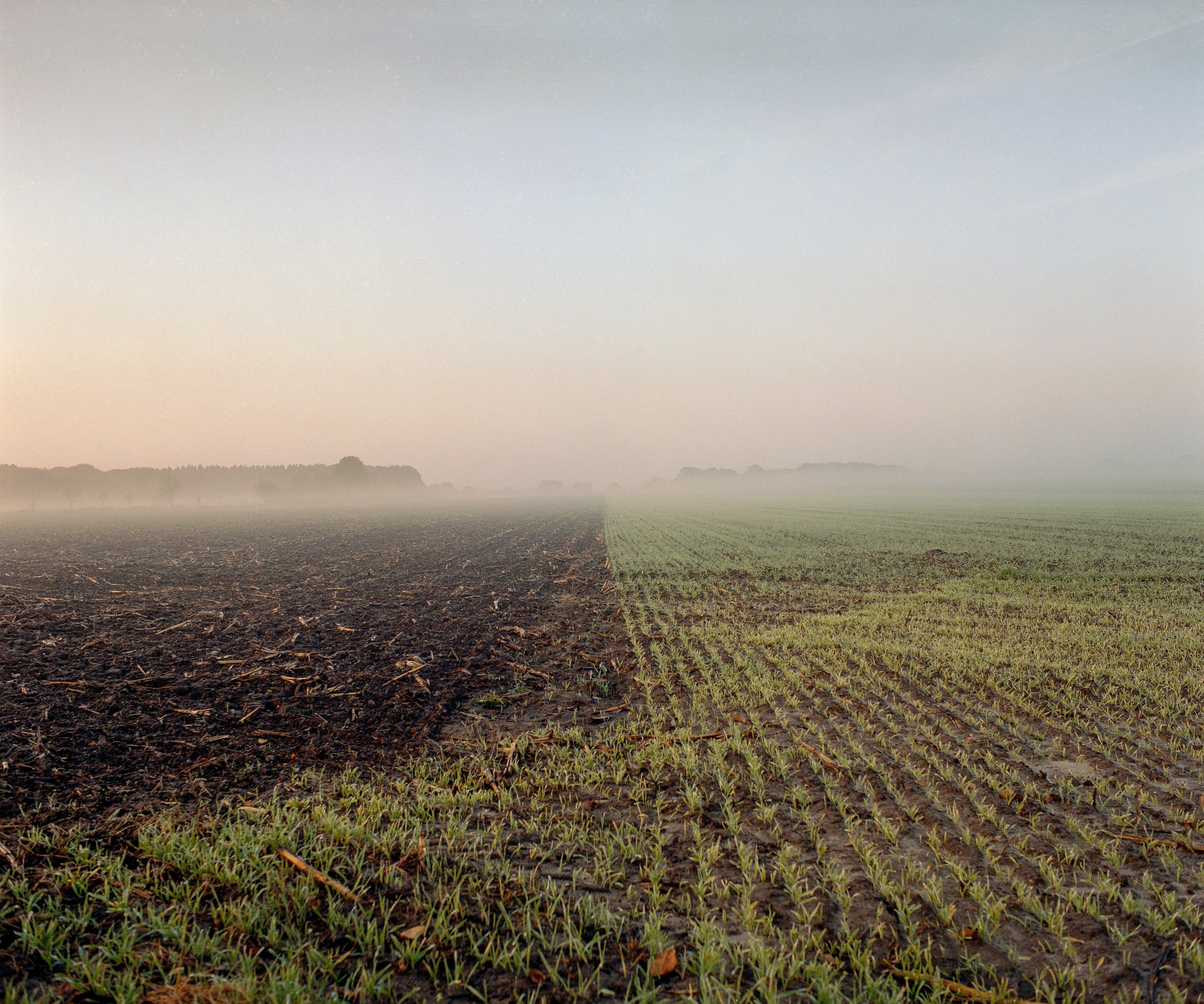 Geteilter Ackerboden, links unbeacker, rechts sprießende Pflanzen, morgens mit Nebel