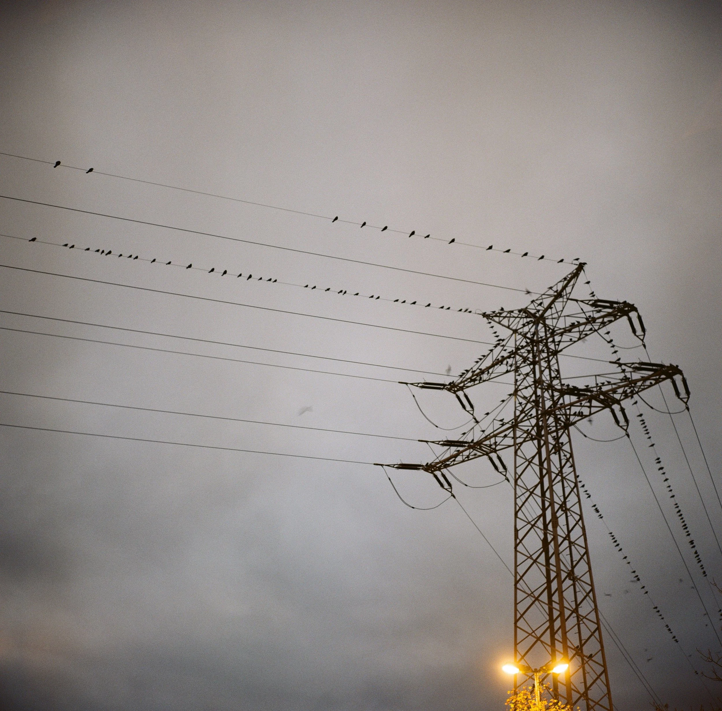 Strommast mit Vögeln auf den Leitungen bei bewölktem Himmel.
