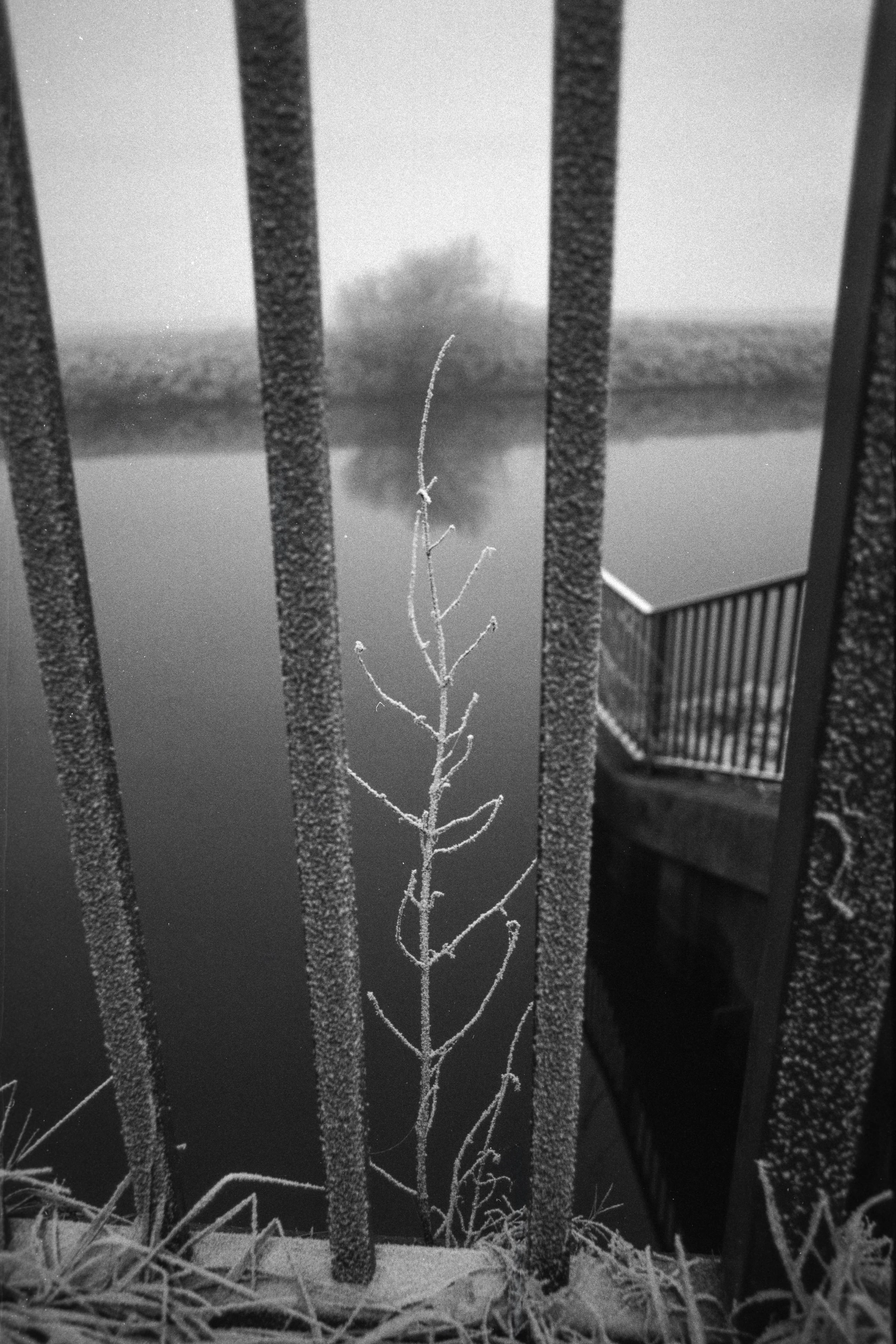 Frostiger Drahtzaun vor einem ruhigen Fluss im Nebel, mit gefrorenem Gras im Vordergrund, schwarz-weiße Aufnahme.