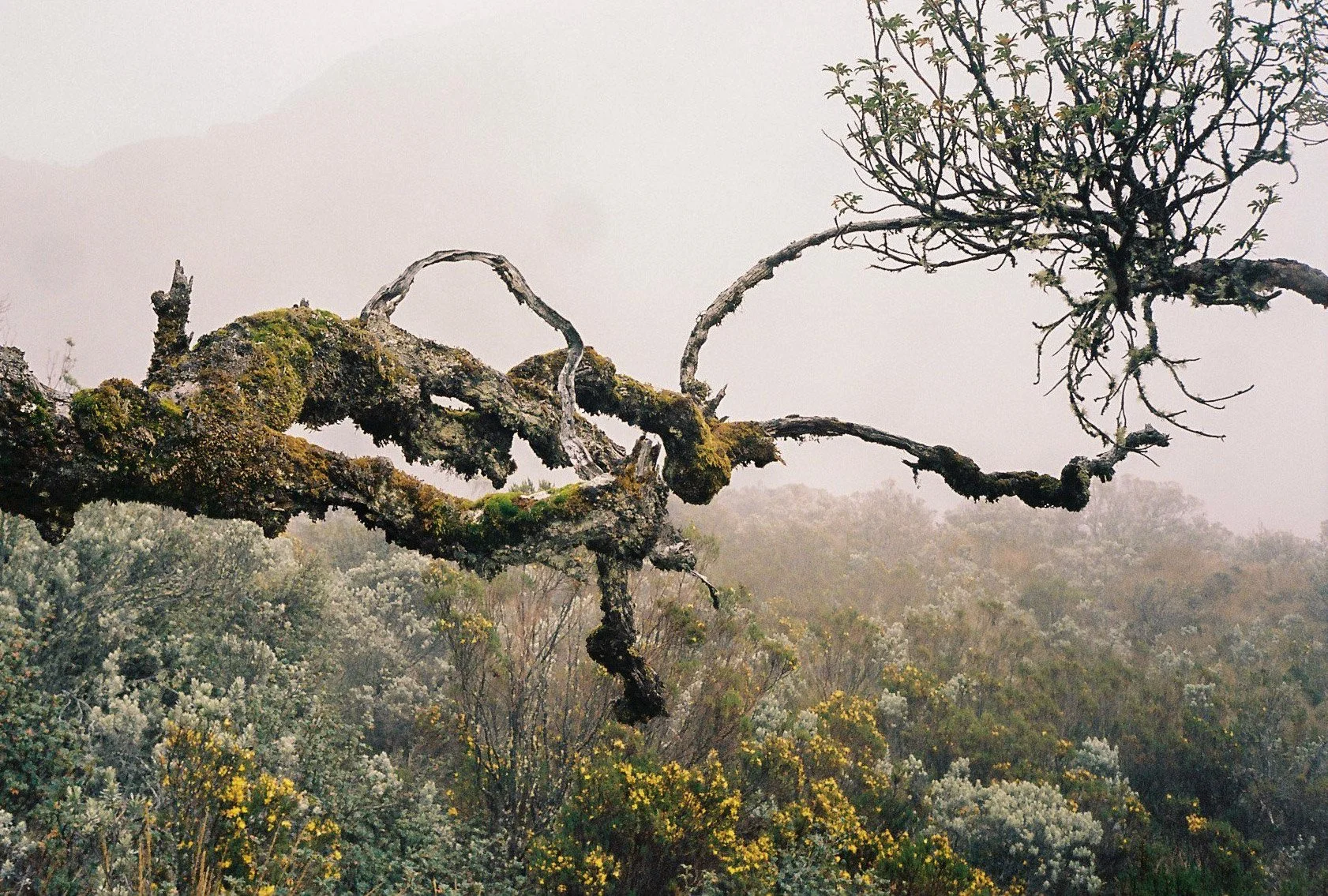 montagnes_manizales2_.jpg