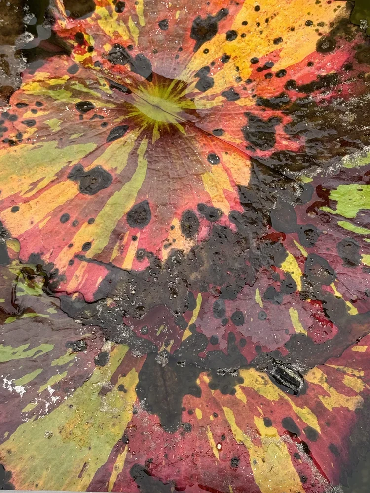 Lily Pads - Florida 2025