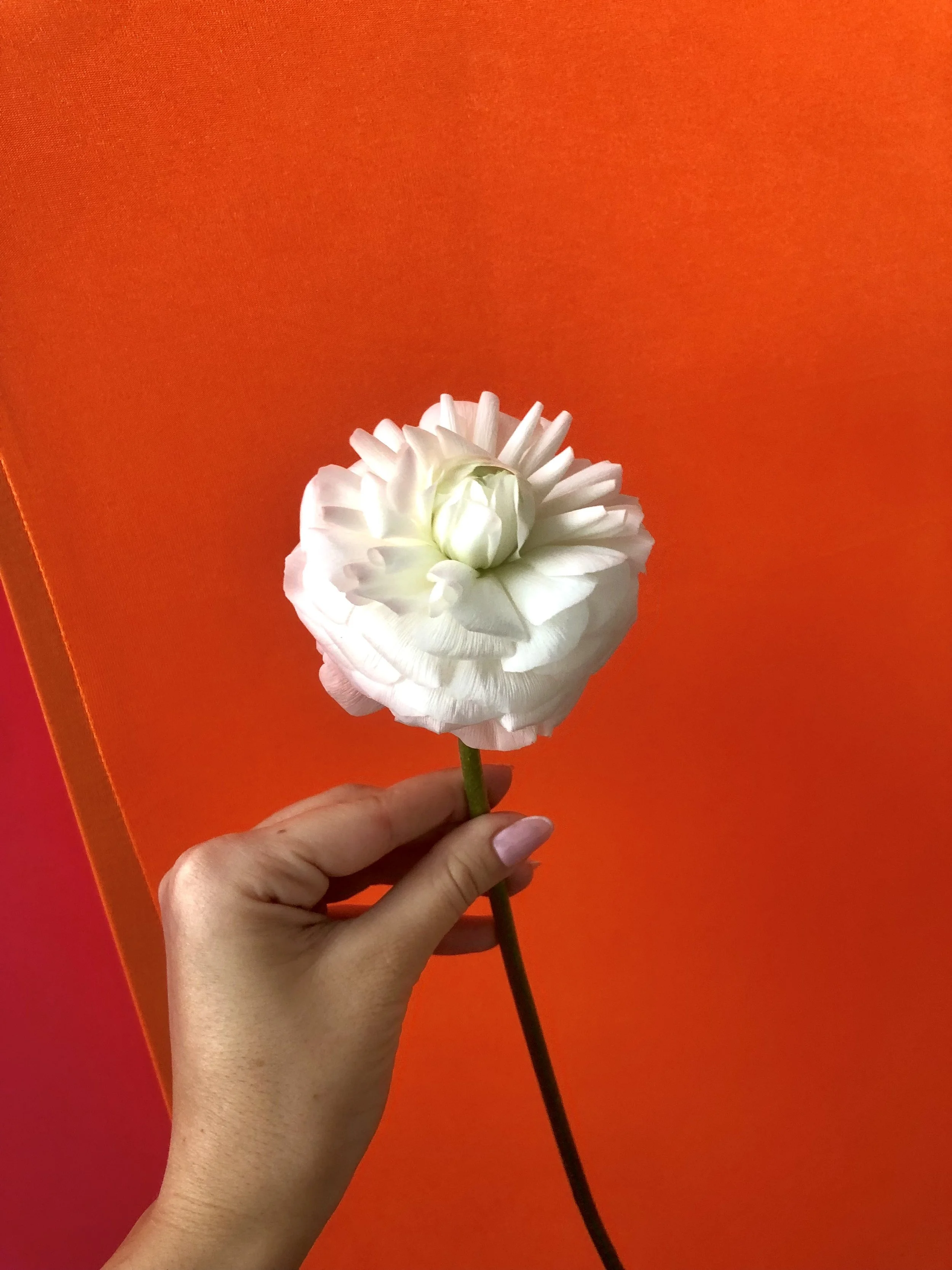 A hand holding a white ranunculus flower against an orange background.