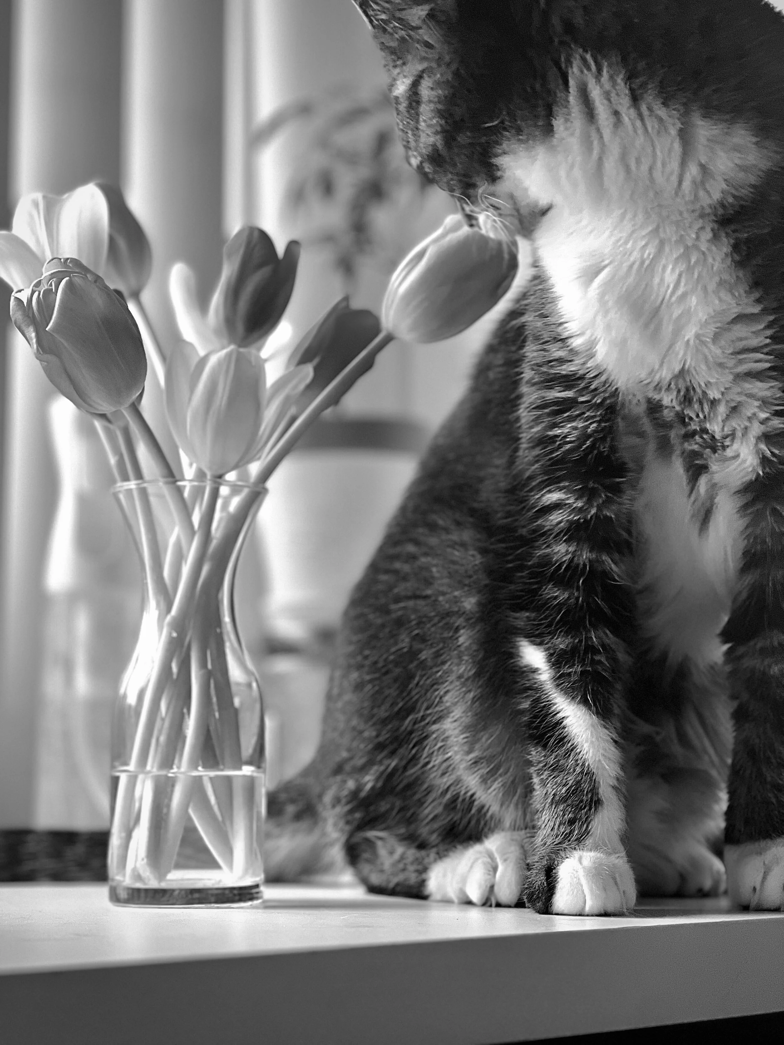 A black and white photo of a cat sniffing a bouquet of tulips in a glass vase on a table.