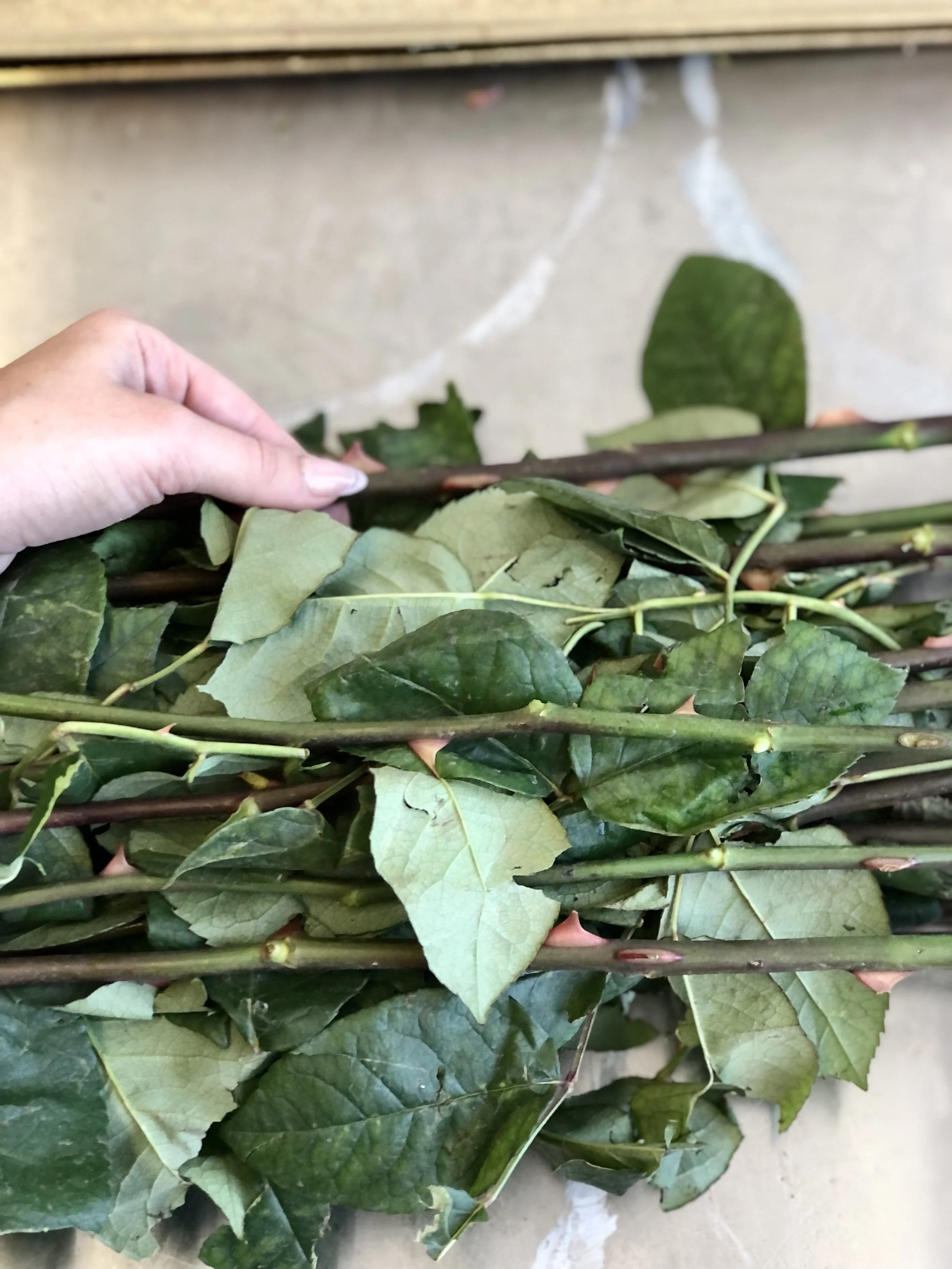 A person holding a bunch of cut rose branches with green leaves and thorns.