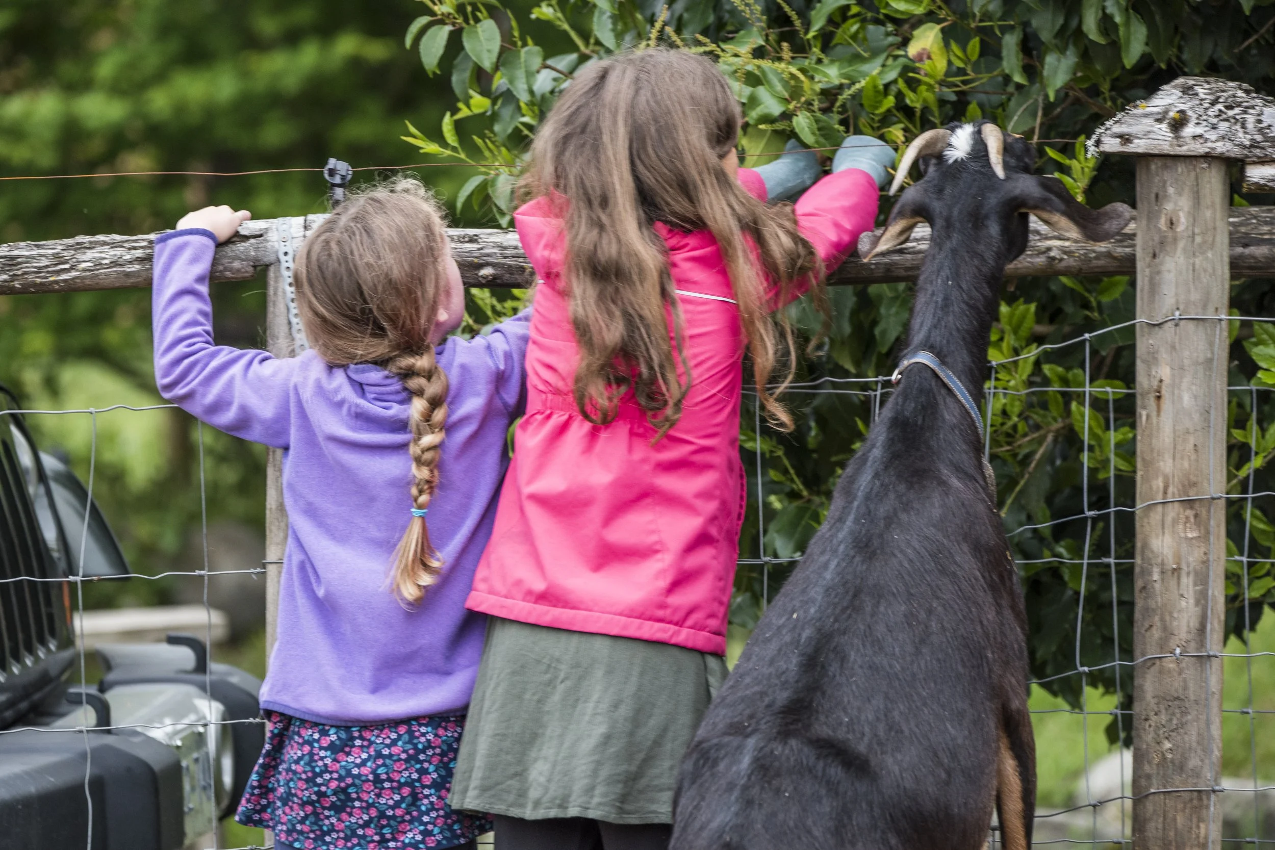 Children and goat looking over fence