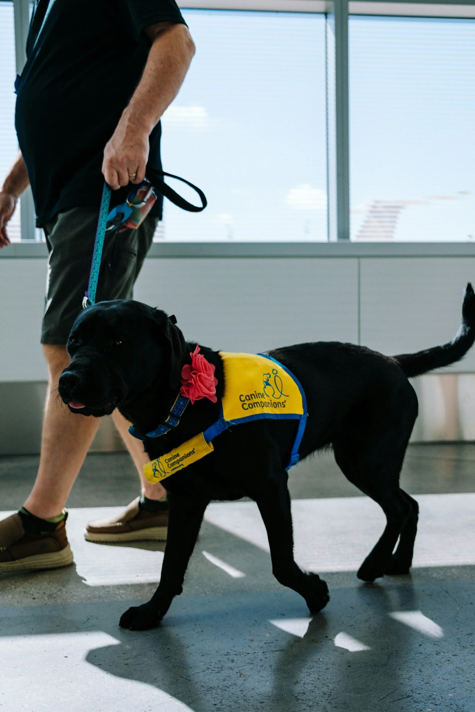 A black Labrador dog wearing a yellow vest with the logo and text 'Canine Companions' and a red flower collar, standing indoors on a gray floor. An individual beside the dog, partially visible, holds the dog's leash.