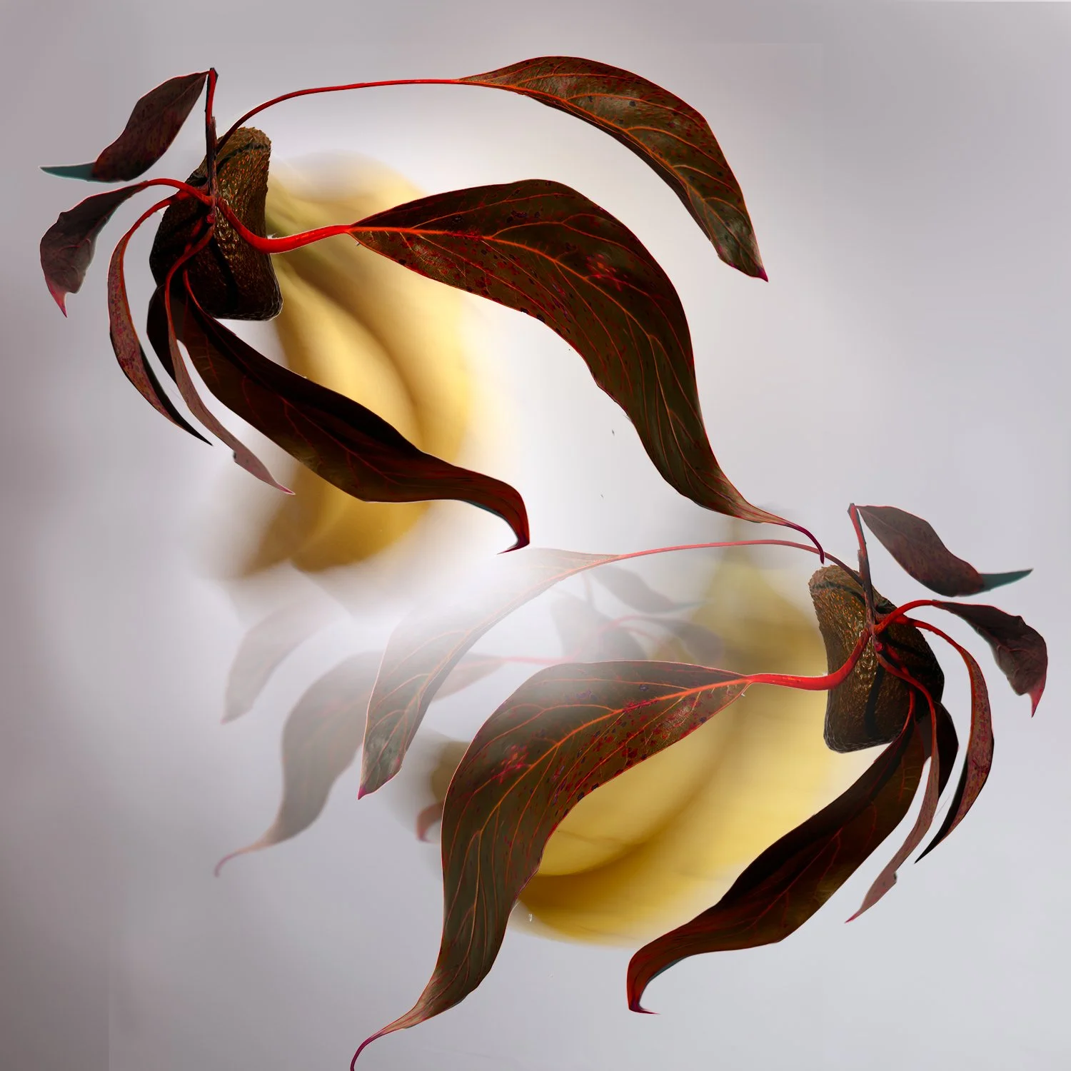 A cream-colored apple with red-veined dark red leaves on a reflective surface.