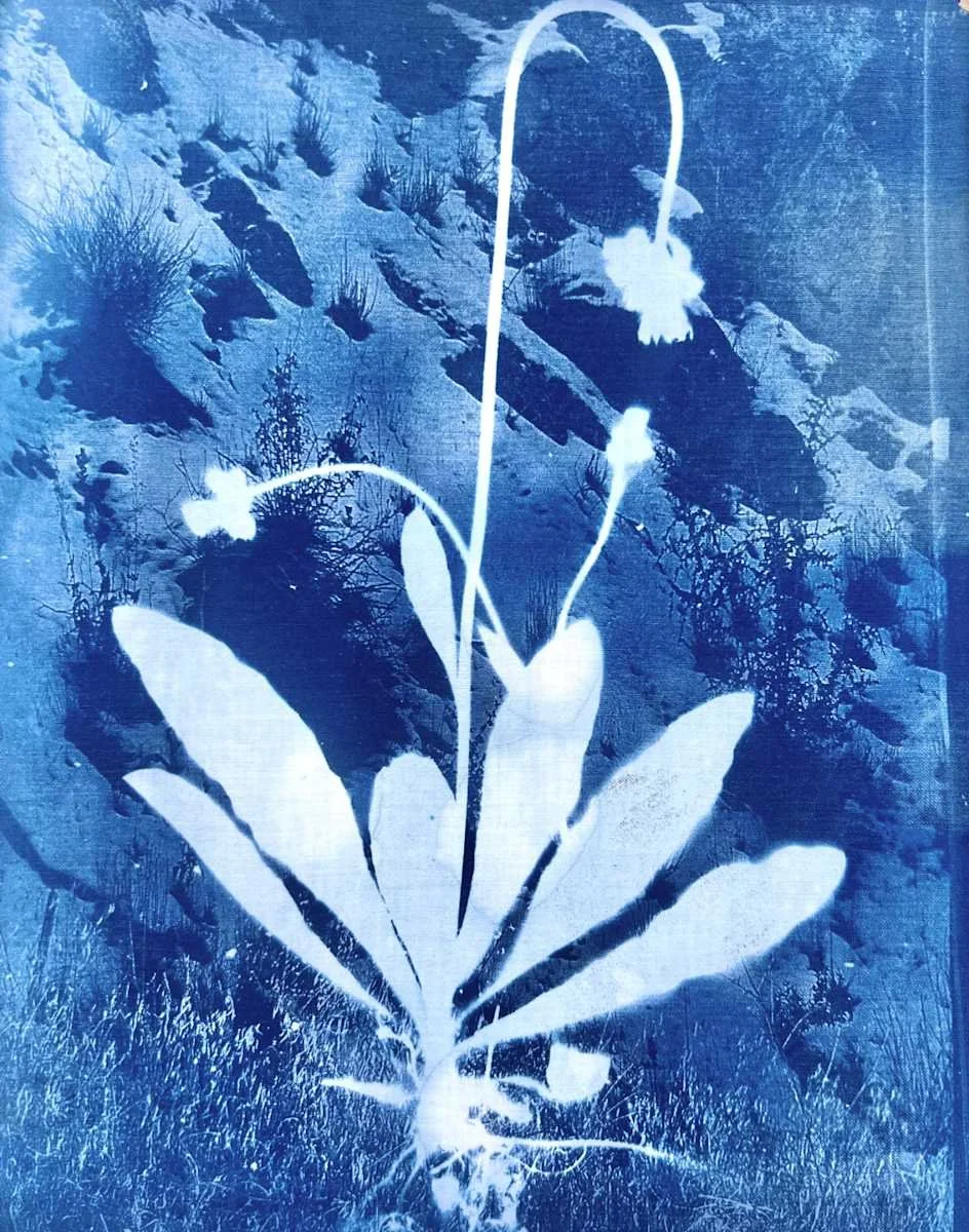 A blue-toned image with a silhouette of a plant with leaves and flowers over a rocky landscape with sparse bushes and trees.