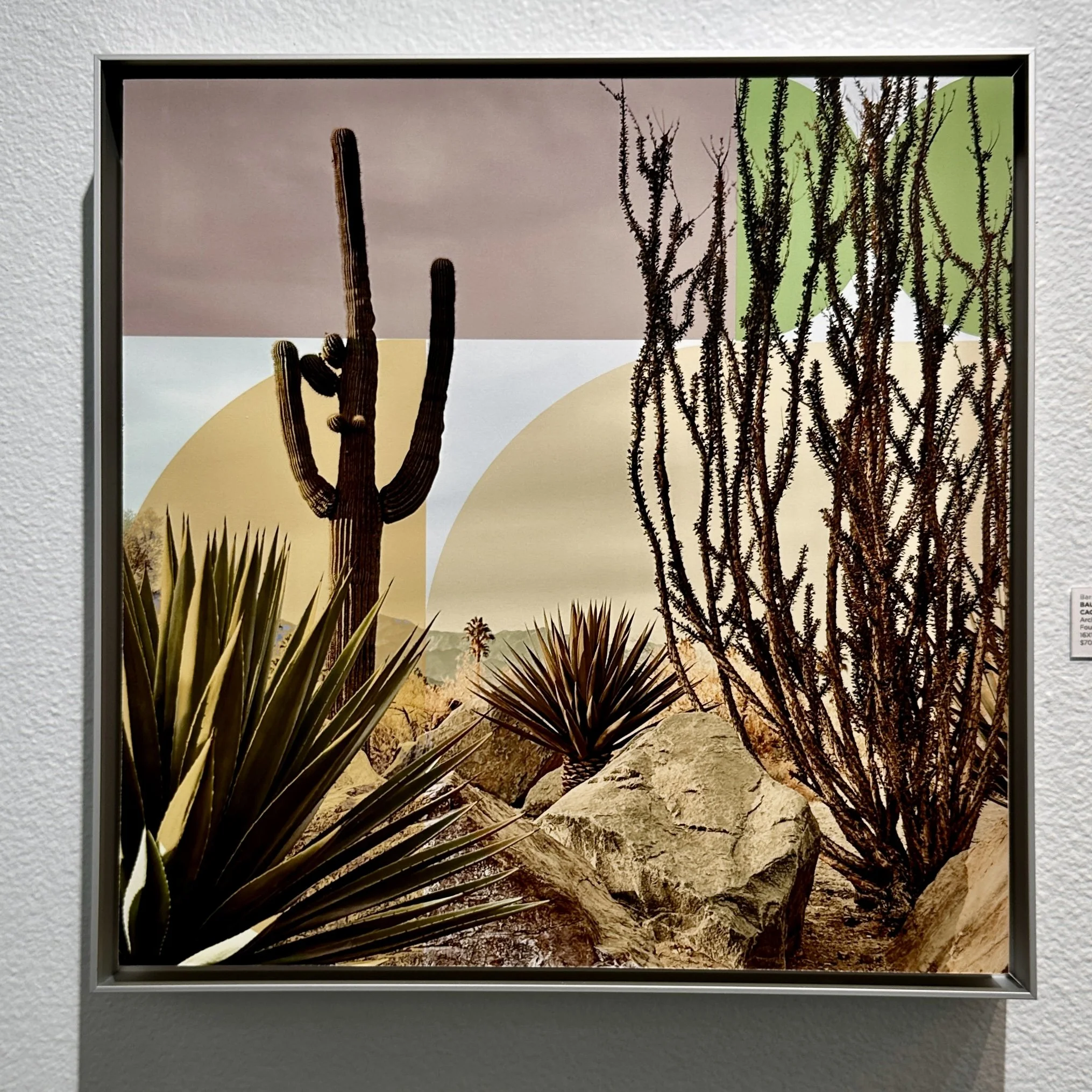 Desert landscape with various cacti and rocks, featuring a large saguaro cactus, yucca plants, and a distant palm tree under a pale sky.