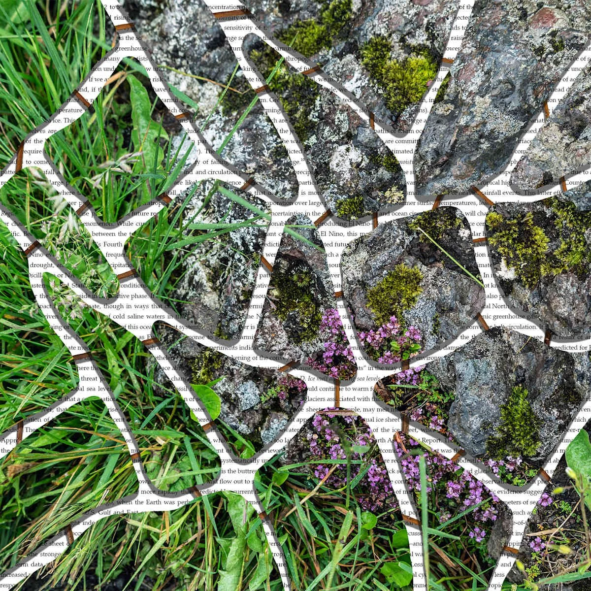 Close-up of moss-covered rocks with small purple flowers, surrounded by green grass and broad leaves.