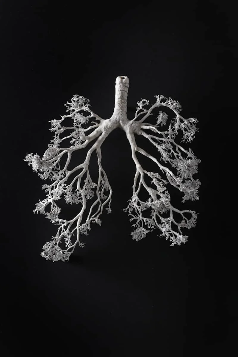 A white anatomical model of the human lungs and bronchial tubes against a black background.