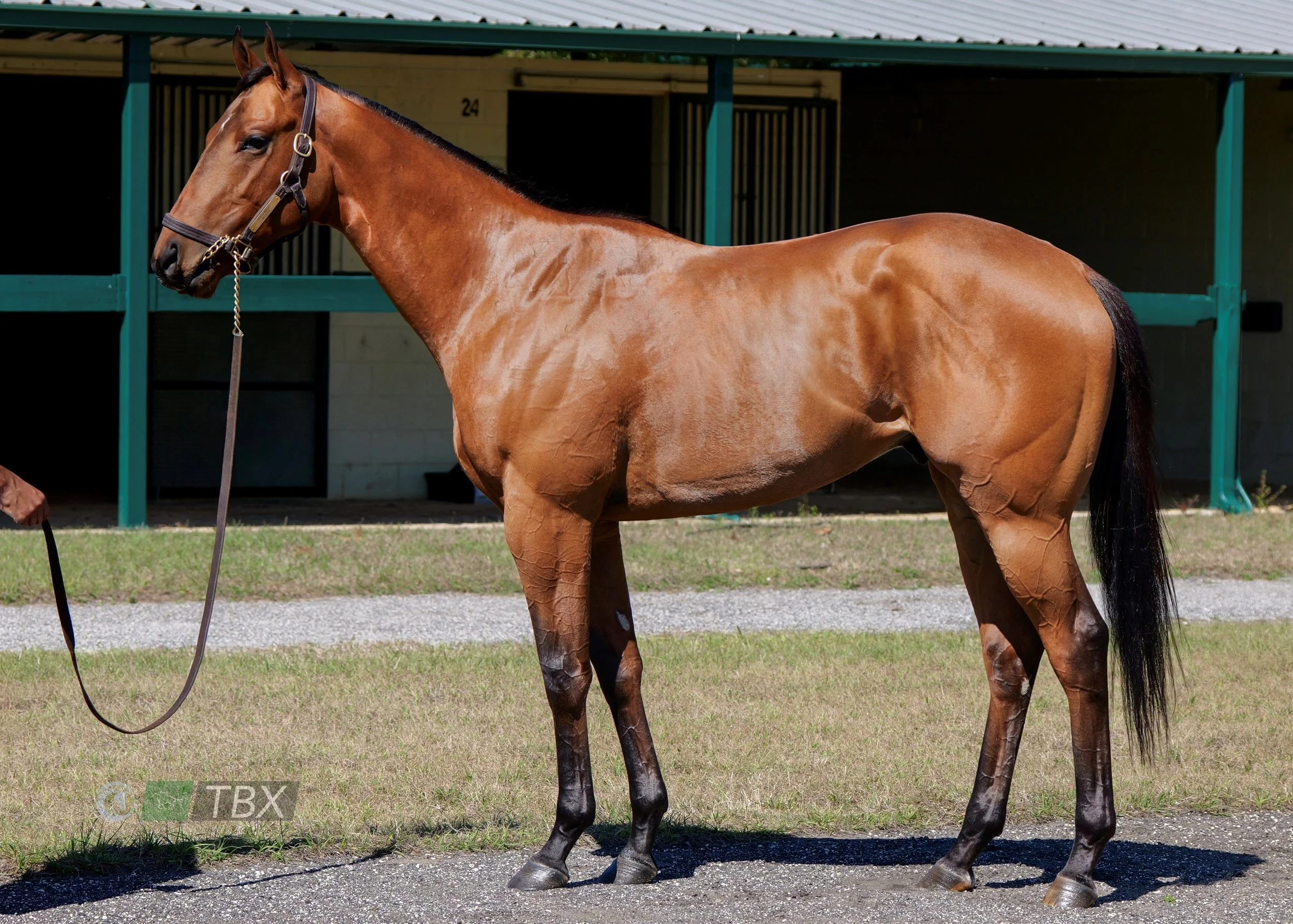 Good Magic x Moaria by Uncle Mo