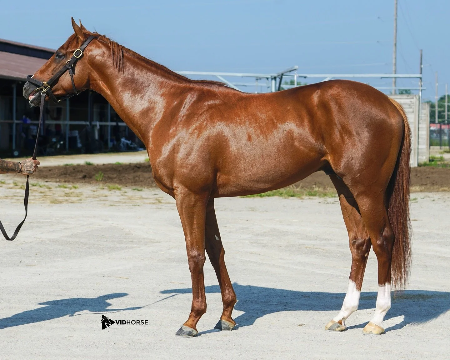 We are proud to welcome Natural Rights, a talented Constitution colt, from the August #FasigDigital sale. Already a maiden winner with a bright future ahead🩵 @fasigtipton