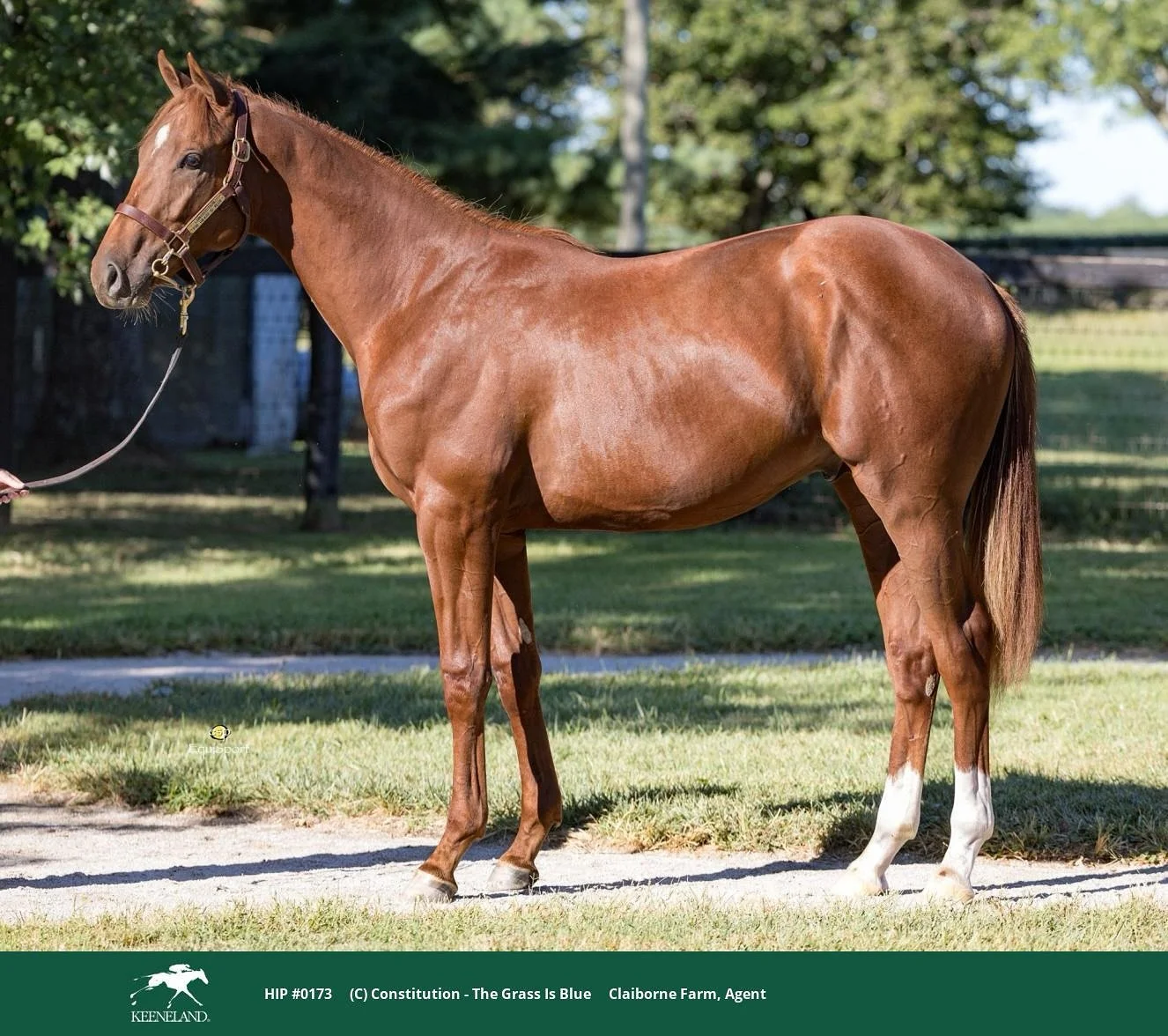 Fresh off Book 1 at Keeneland⭐️

Our new colt by Constitution out of The Grass Is Blue by Broken Vow. Purchased from @claibornefarm at @keenelandsales