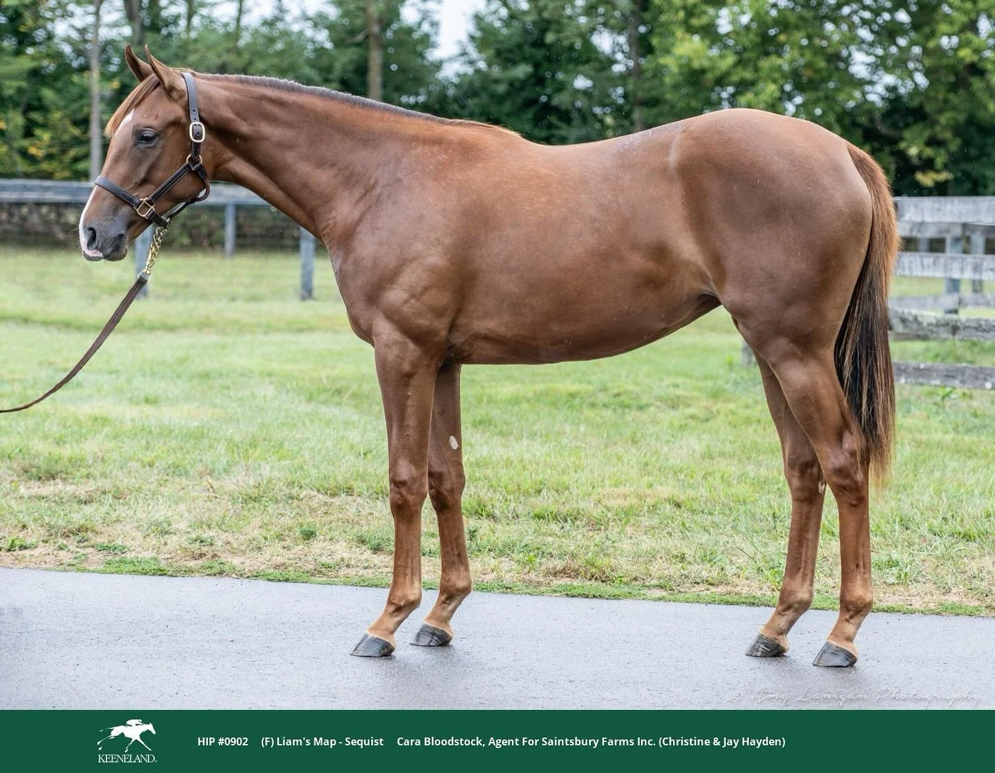 Racing comes full circle🩵 Sequist gave us G1 runs and memories we&rsquo;ll always hold on to. Now, we bring her daughter home; a filly by Liam&rsquo;s Map out of Sequist by Nyquist. Purchased @keenelandsales from Cara Bloodstock. Couldn&rsquo;t be m