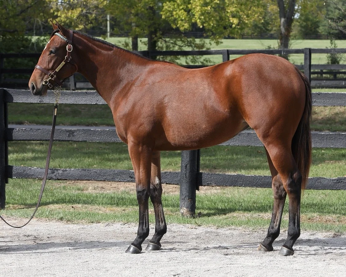 HIP 391: Our new filly by Drain the Clock out of Playful Dancer by Into Mischief consigned from @lanes_endfarm at @fasigtipton #FasigKY