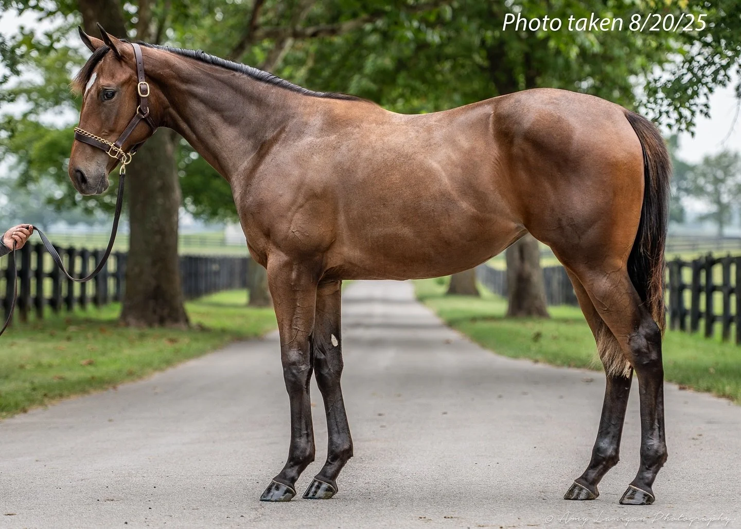 HIP 686: our new filly by Practical Joke out of Street Nonsense by Street Sense. Purchased from @fourstarsales at the @fasigtipton October Yearling sale. #FasigKY