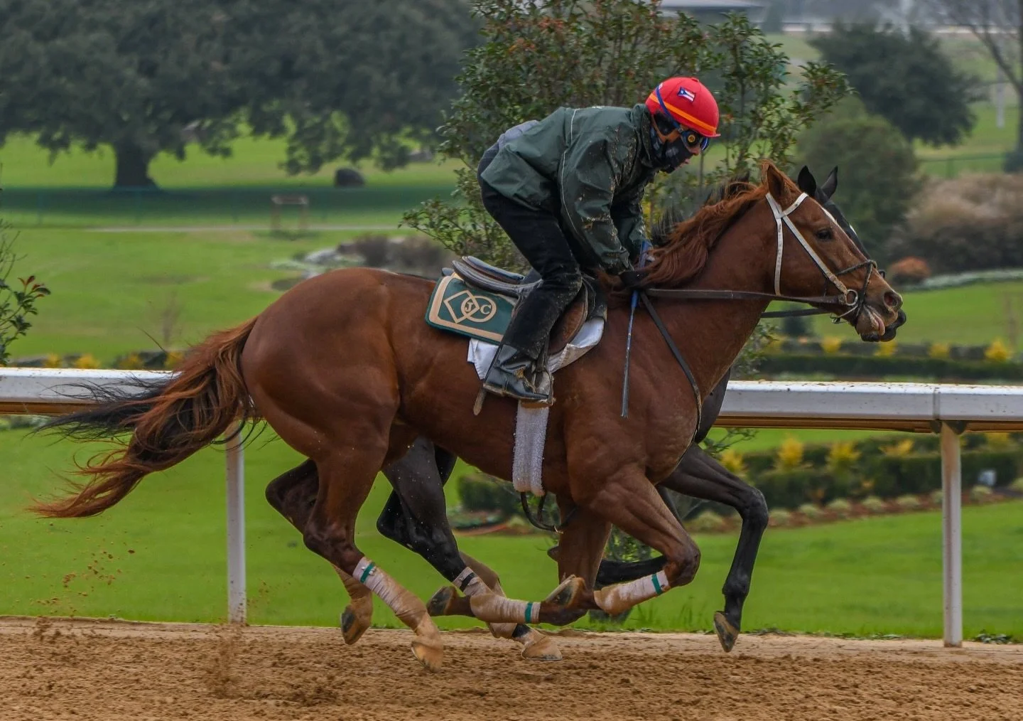 Natural Rights puts in his final breeze ahead of @oaklawnhotsprings opening day
📸: Robert Yates