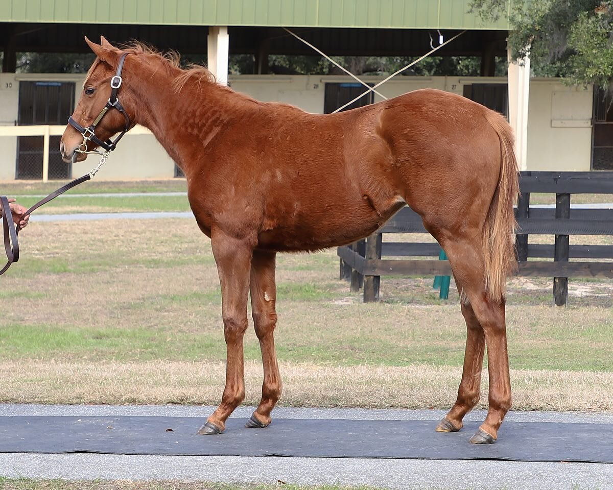 Welcome to the team🩵 filly by Pappacap out of Unanimous Decision by Distorted Humor from @obssales