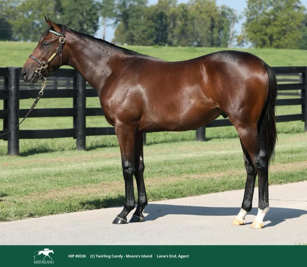 Coming home from Book 1⭐️

A Twirling Candy colt out of Moore&rsquo;s Island by Blame from @lanes_endfarm at @keenelandsales