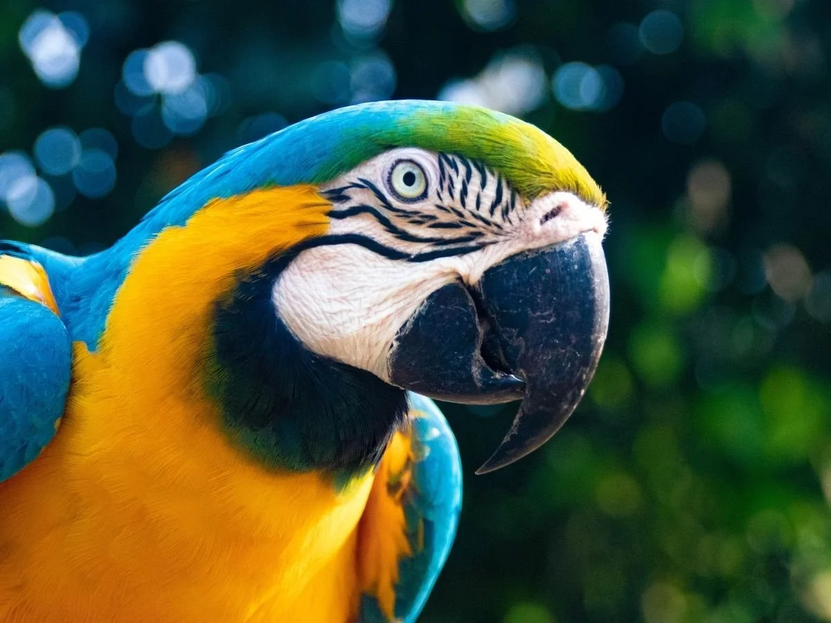 My-Fab-Events_Exotic-Animals_2.jpg