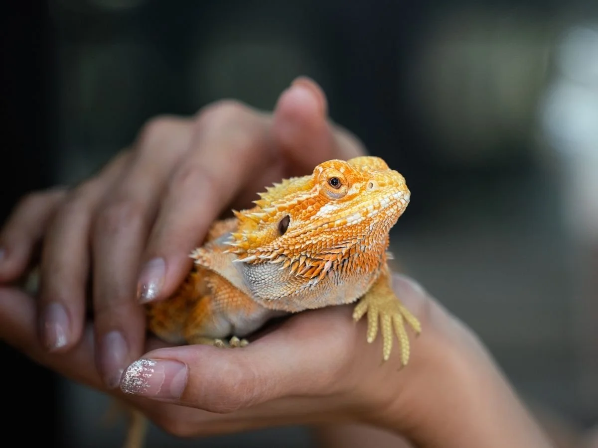 My-Fab-Events_Exotic-Animals_1.jpg