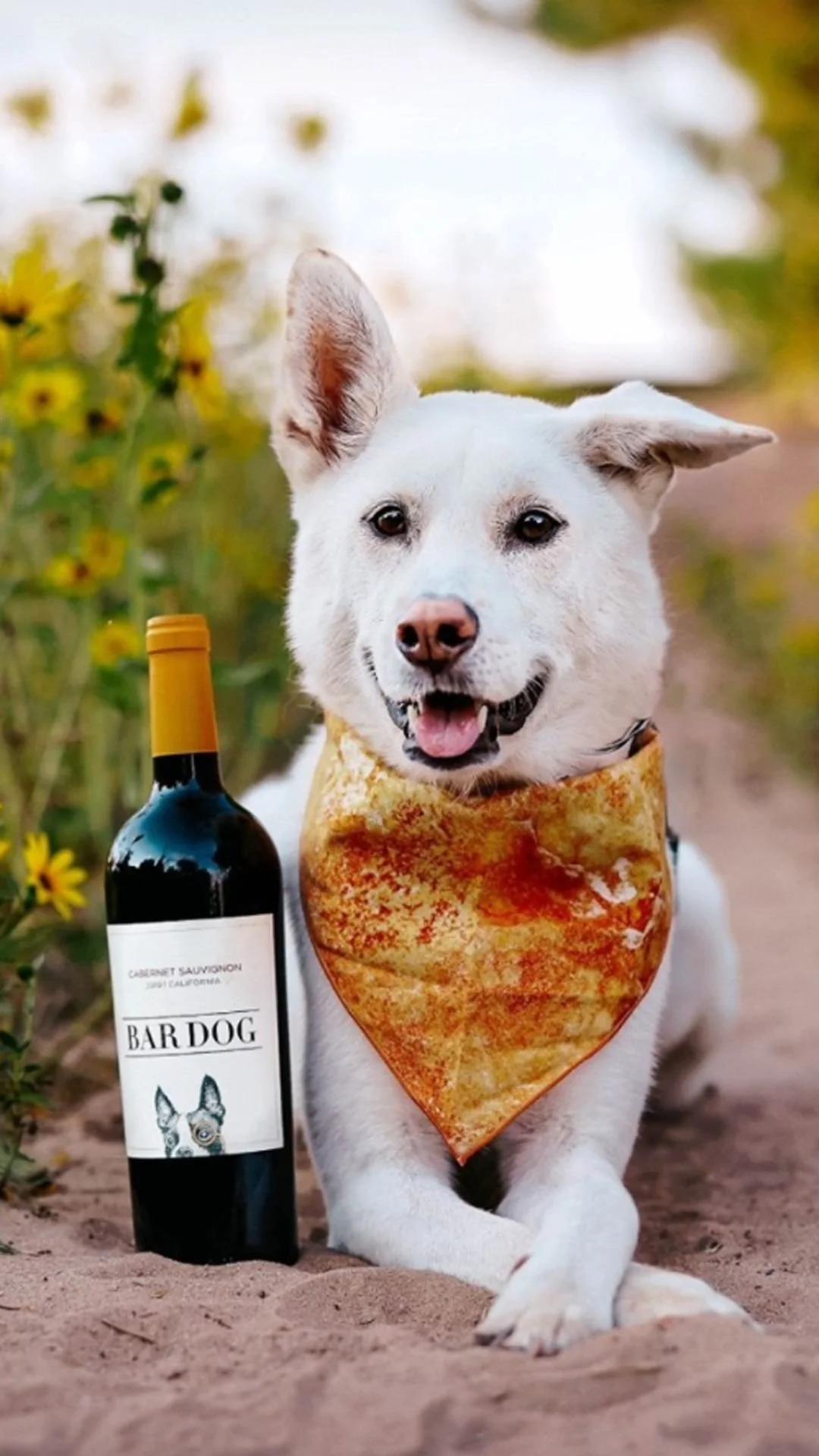 Wine and Wags