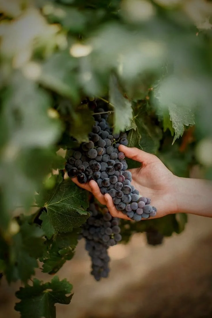 The Providence Table: A Harvest Feast
