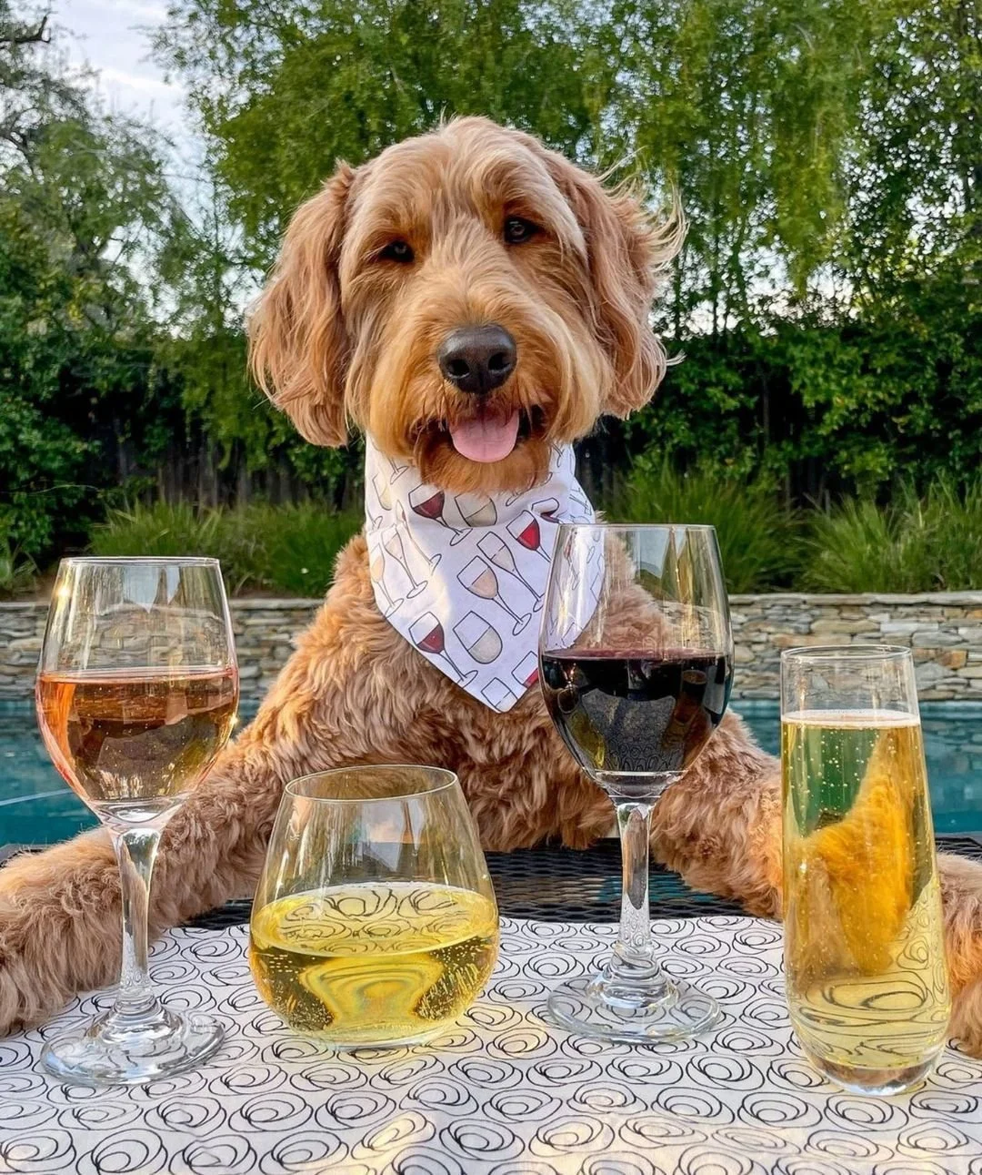 Wine & Wags