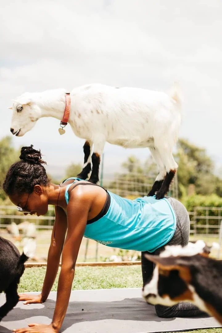 Goat Yoga