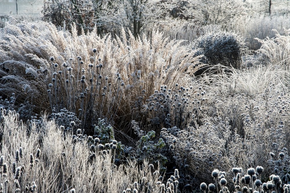 Garden planning for the year ahead: a designer’s five Winter tasks