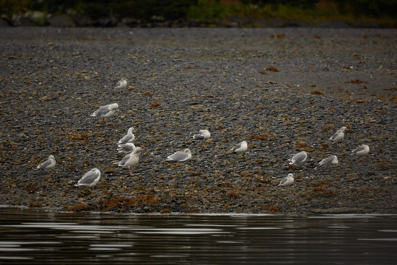 2012 Alaska 0324.jpg