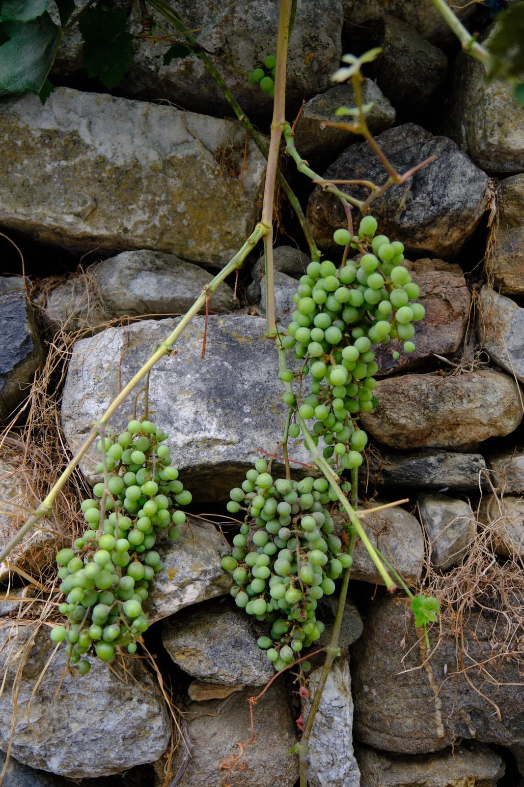 Grapes of Naxos #3